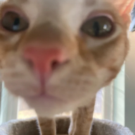 WhatDoIPutForMyUsername