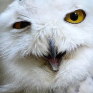 DelusionalOwl