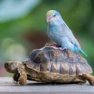 TurtleRiderReginald