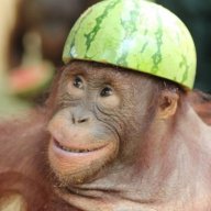 Orangutan