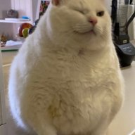 Mapache