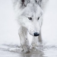 Wolf223
