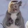 Theodore
