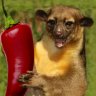 hotkinkajou