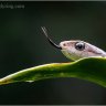 Boomslang