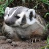 Lurking_Badger