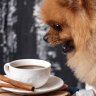 CaffeinePuppy