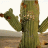 Inconspicuous Cactus