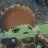 Nopon Archsage