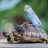 TurtleRiderReginald