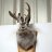 HornedRabbit224