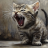 roaringkitty