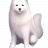 The Cutest Dog