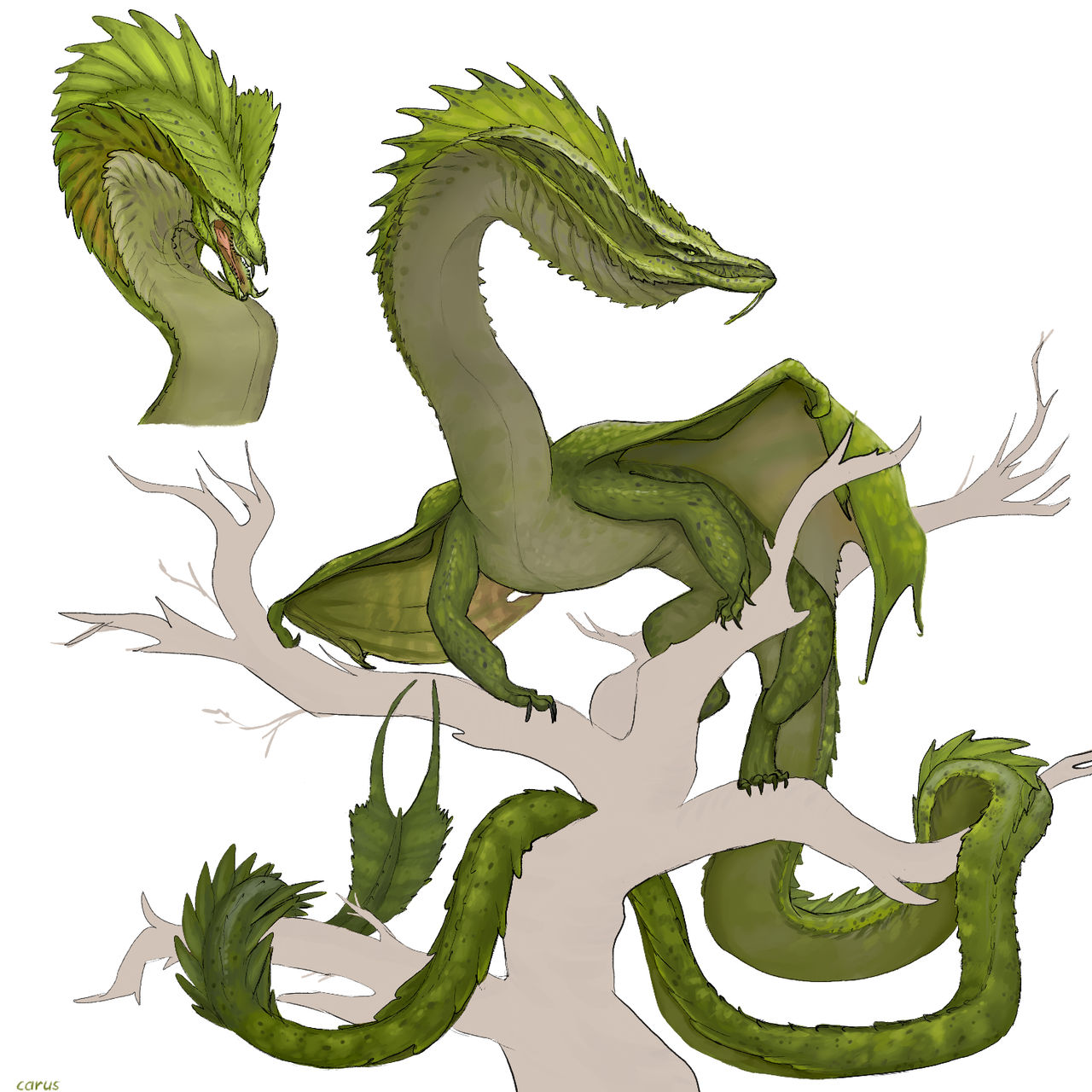 green_dragon_by_carusts_dhuutsa-fullview.jpg