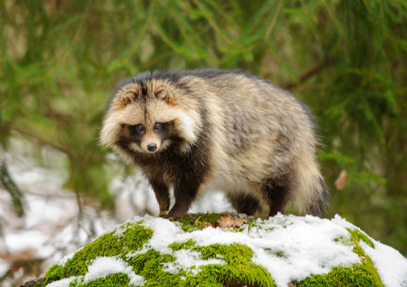 tanukiinsnow.jpg.838x0_q80.jpg