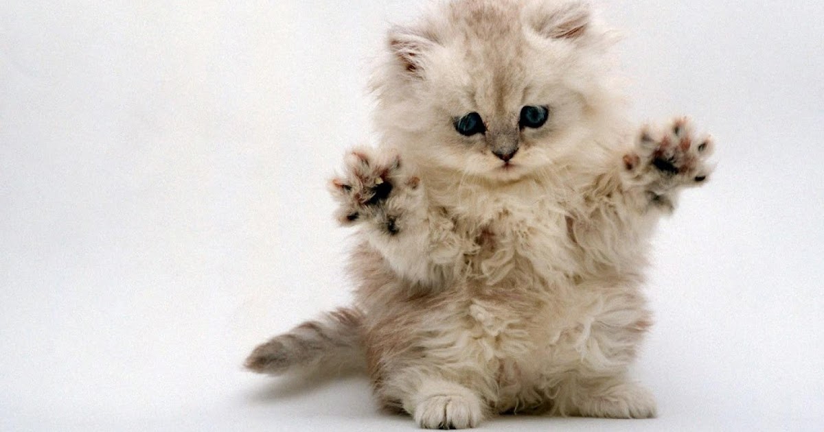 1920x1080_cats-animals-kittens-kitteh-funny-HD-Wallpaper.jpg