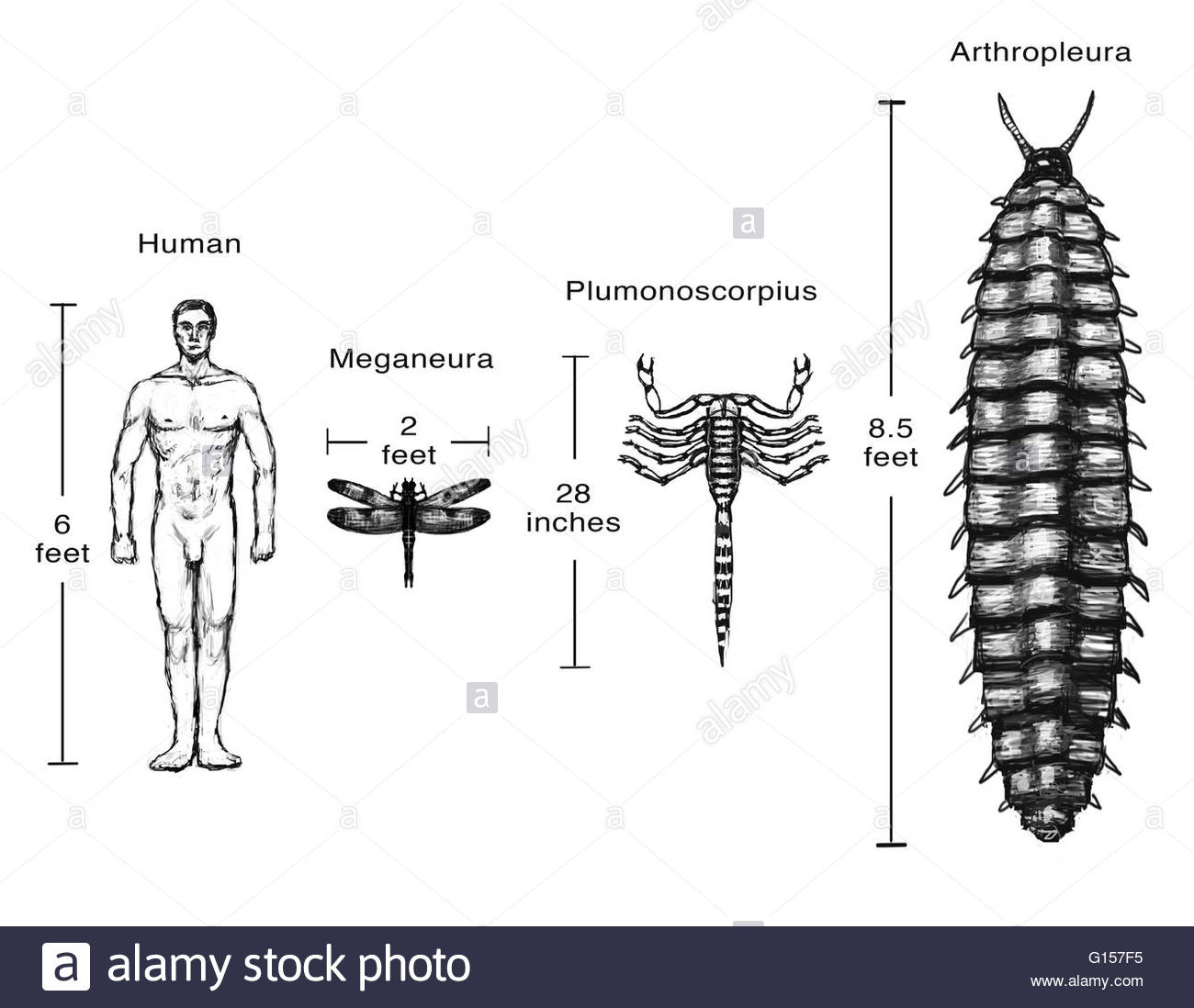 illustration-comparing-the-size-of-some-animals-from-the-carboniferous-G157F5.jpg