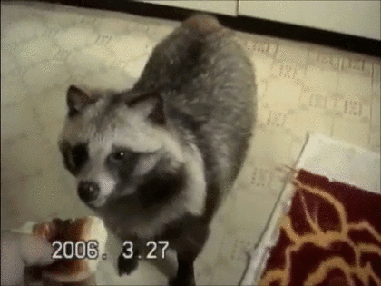 den-tanuki-food.gif