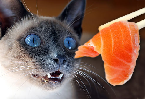 amazing_cat_blue_eyes_waiting_for_fish.jpg