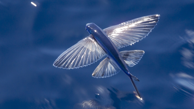 Nature_Flying-Fish.jpg