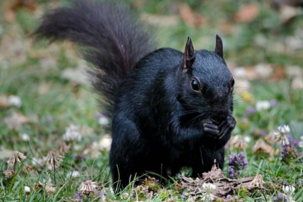 Black-Squirrel.jpg