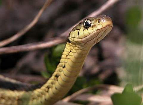 garter-snake.jpg