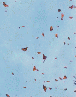 butterflies-monarch-butterflies.gif