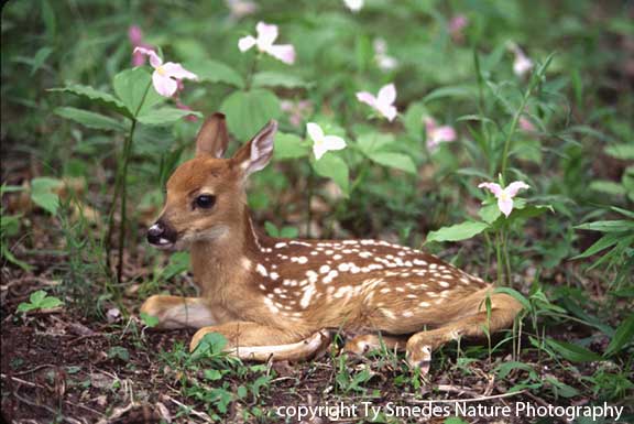 Fawn_Trillium385x576.jpg