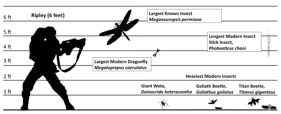 insect-size-chart1+SMALL.jpg