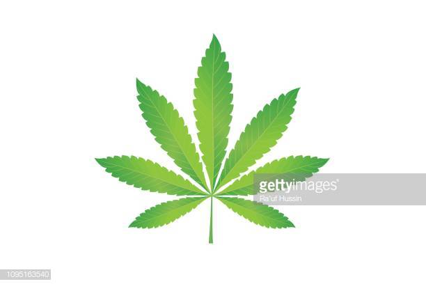 cannabis-marijuana-hemp-leaf-flat-icon-vector-green-medicine-weed-picture-id1095163540