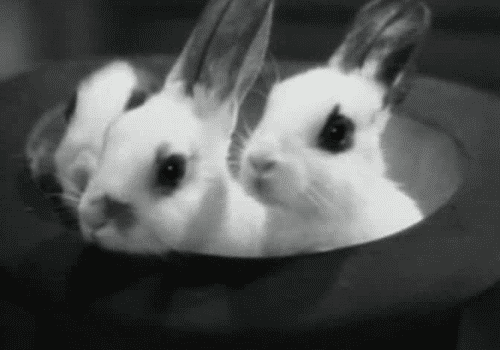 bunnies-in-a-top-hat.jpg