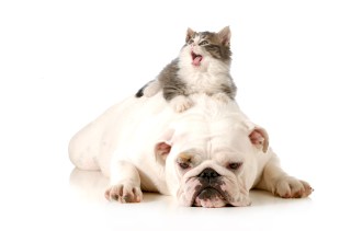 small-cats-and-dogs-playing-togetherdog-and-cat-playing-together.jpg