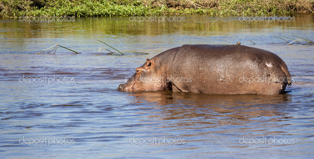 depositphotos_31389335-Hippopotamus-drinking-water.jpg