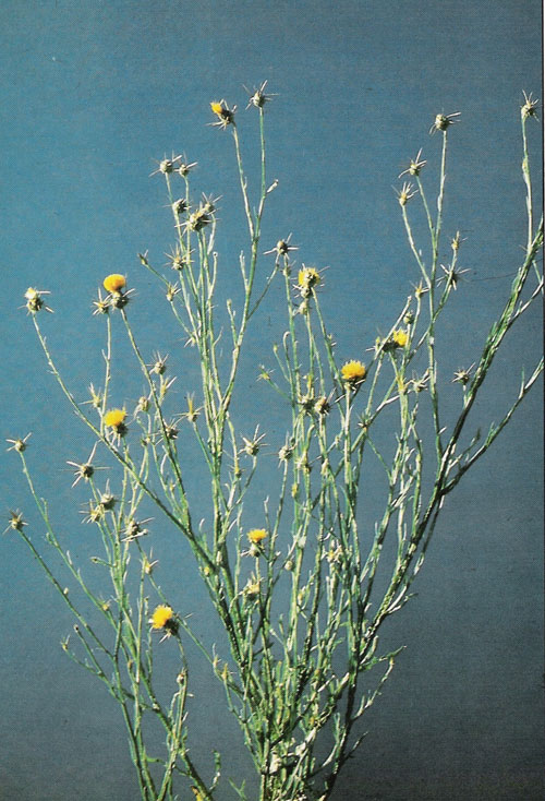 yellowStarthistle.jpg