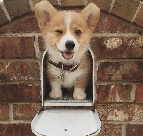 doggy%20mail.jpg