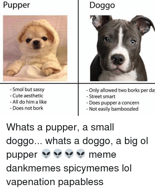 pupper-smol-but-sassy-cute-aesthetic-all-do-him-a-8587085.png