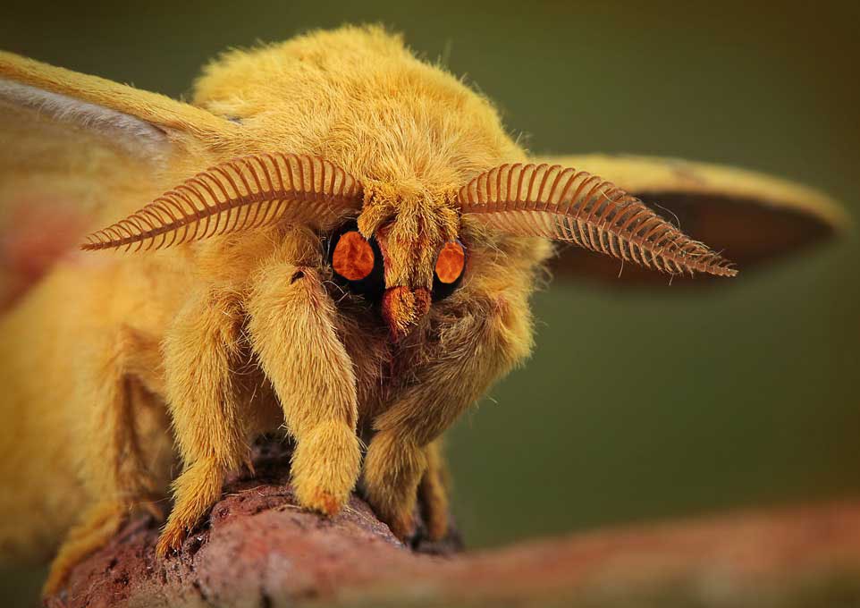 Vampire-Moth.jpg