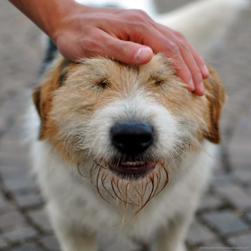 petting-the-dog.jpg
